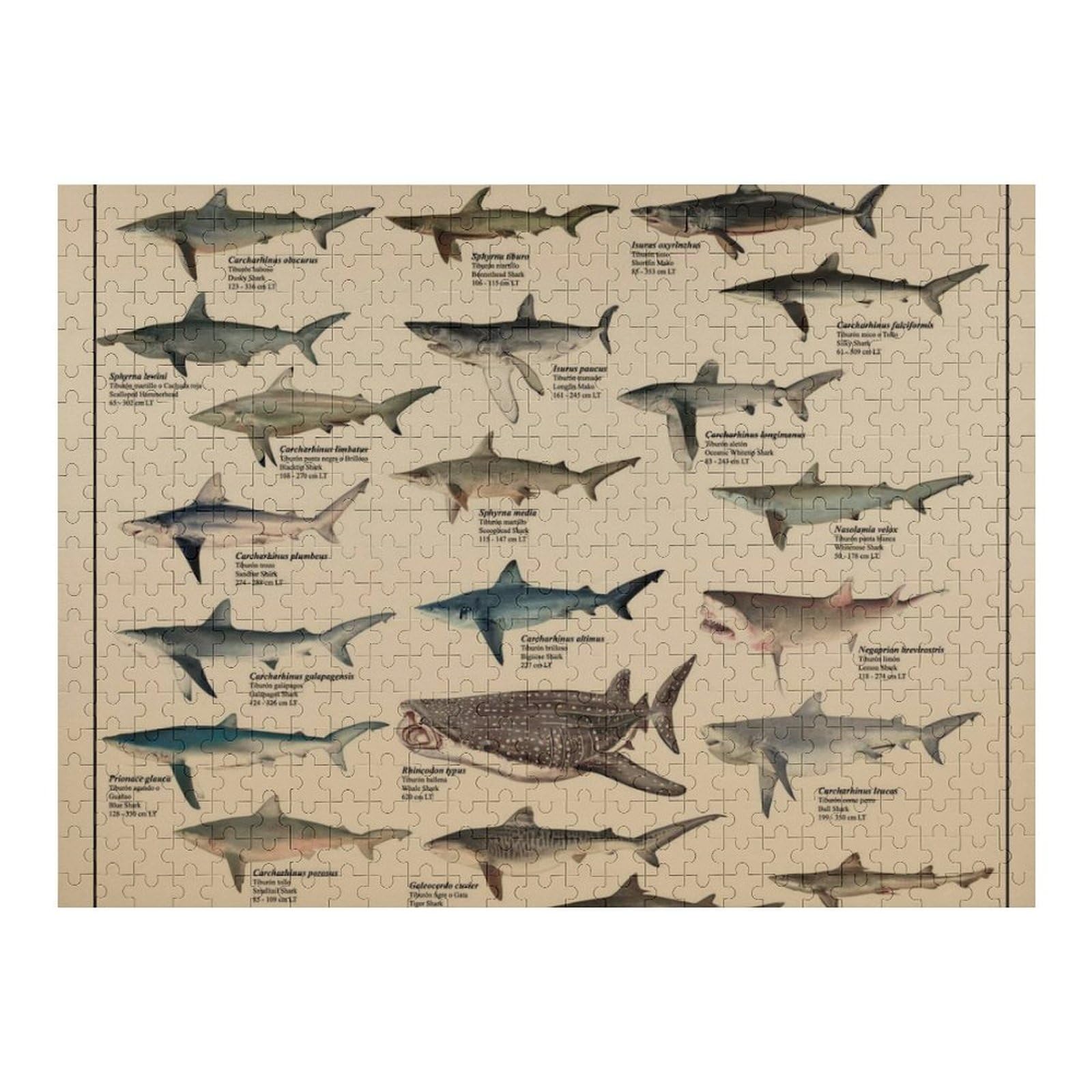 Amazon.co.jp: サメの種類 Types of Shark ジグソーパズル 500ピース